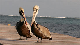 Ambergris Caye, Belize