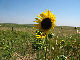 South Dakota